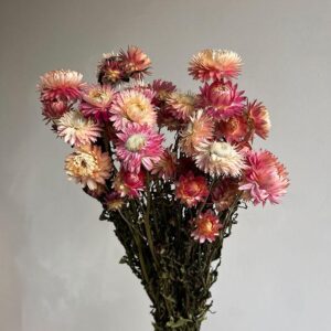 Helichrysum brac. Natural Pink Shades, Dried (Strawflowers) 50cm