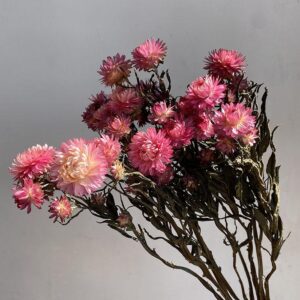 Helichrysum (Strawflowers)