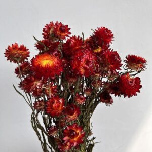 Helichrysum brac. Natural Red to Orange, Dried (Strawflowers) 50cm
