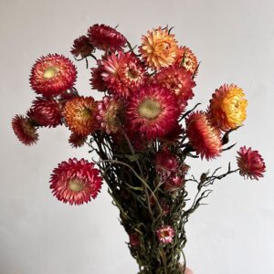 Helichrysum brac. Natural Salmon Shades, Dried (Strawflowers) 50cm