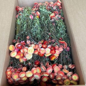 Helichrysum brac. Natural Salmon Shades, Dried (Strawflowers) 50cm ~ BOX DEAL