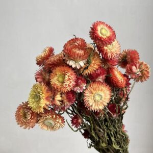 Helichrysum, Natural Salmon Shades, Dried (Strawflowers) 60cm