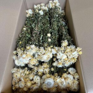 Helichrysum brac. Natural White, Dried (Strawflowers) 50cm ~ BOX DEAL