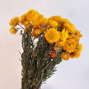 Helichrysum brac. Natural Yellow, Dried (Strawflowers) 50cm