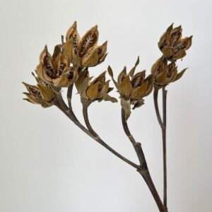 Hibiscus Seed Pods, Natural, Dried, 35cm