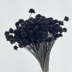 Hill Flower, Jet Black, Dried, 100g 50cm
