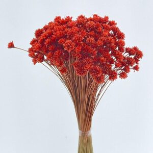 Hill Flower, Deep Peach, Dried, 100g 50cm