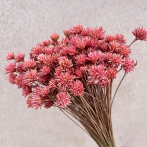 Hill Flower, Dusky Pink, Dried, 100g 50cm