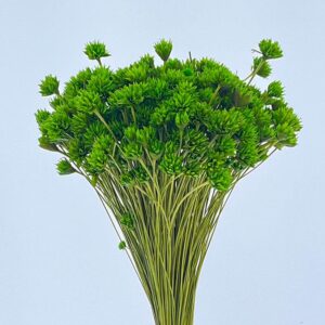 Hill Flower, Green, Dried, 100g 50cm
