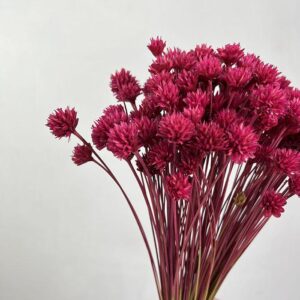 Hill Flower, Magenta Pink, Dried, 100g 50cm