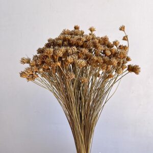 Hill Flower, Natural Light Brown, Dried, 100g 50cm