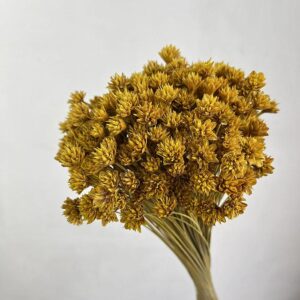 Hill Flower, Ochre Yellow, Dried, 100g 50cm