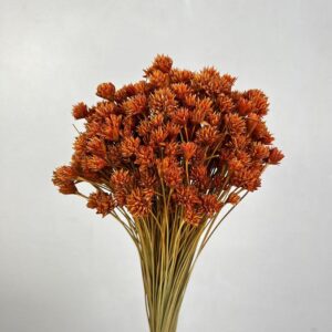 Hill Flower, Burnt Orange, Dried, 100g 50cm