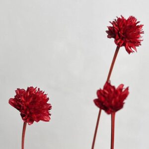 Hill Flower, Red, Dried, 100g 50cm