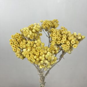 Immortelle, Natural Honey Yellow, Dried, 40cm