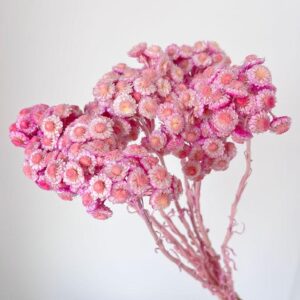 Immortelle, Lilac Shades, Dried, 50cm