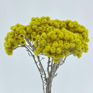 Immortelle, Natural Yellow, Dried, 40cm