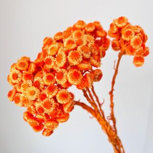 Immortelle, Orange, Dried, 45cm