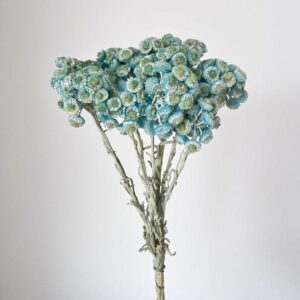 Immortelle, Pale Blue, Dried, 50cm