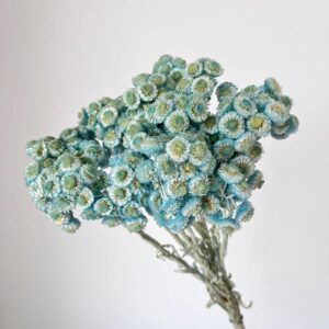 Immortelle, Pale Blue, Dried, 50cm