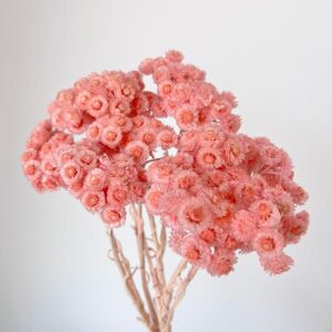 Immortelle, Pale Pink, Dried, 50cm