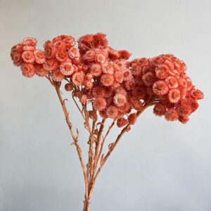 Immortelle, Deep Salmon, Dried, 45cm