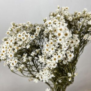 Ixodia Daisy, Natural White, Dried, 50cm
