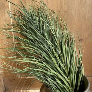 Kentia Palms, Natural Dark Green, Dried, 65cm