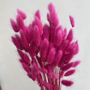 Lagurus Grass, Cerise Pink, Dried (Bunny Tails) 50-70cm 100g