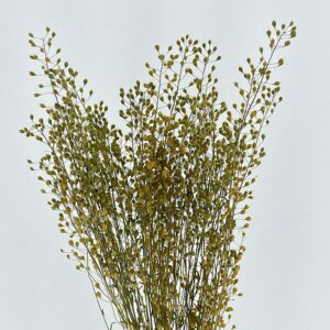 Lepidium attraxa, Natural Light Brown to Green, Dried (Pennycress) 55-70cm