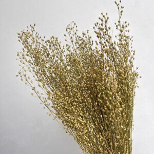 Lepidium attraxa, Natural Light Brown to Green, Dried (Pennycress) 55-70cm