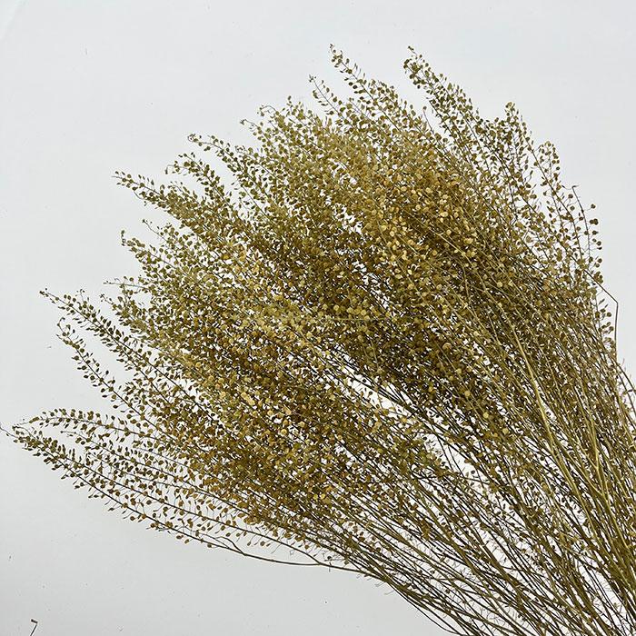 Category Image