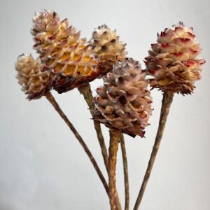 Leucadendron Daphnoides, Dried Seed Heads, Natural (Conebush) 30-35cm