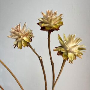 Leucadendron Plumosum, Natural Cream to Light Brown, Dried (Star Cone) 30-40cm