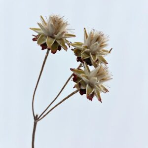 Leucadendron Plumosum, x3 blooms, Natural Cream to Light Brown, Dried (Star Cone)