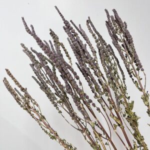 Stachys Lilac Spires, Natural Pale Lilac, Dried, 95cm