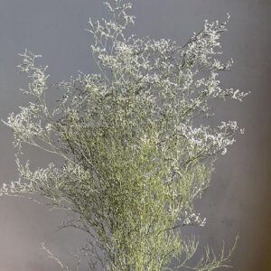 Limonium Wild Star, Natural White, Dried, 70cm