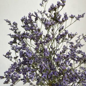 Limonium sinensis. Natural Blue Purple, Dried (Sea Lavender) 70cm