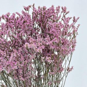 Limonium sinensis. Natural Pale Pink, Dried (Sea Lavender) 70cm