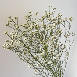 Limonium sinensis. Natural White, Dried (Sea Lavender) 70cm