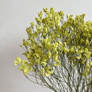 Limonium sinensis. Natural Yellow, Dried (Sea Lavender) 70cm