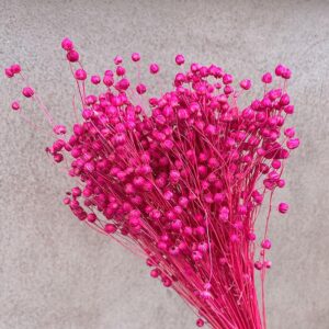 Bubble Flax, Hot Pink, Dried (Linum) 50cm