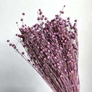 Bubble Flax, Lilac, Dried (Linum) 55cm