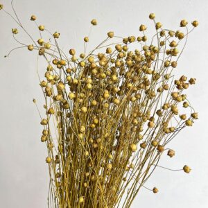 Bubble Flax, Natural Light Brown, Dried (Linum) 60-70cm