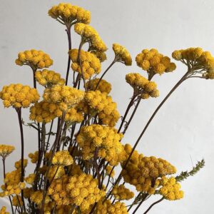 Lonas annua, Natural Warm Yellow, Dried (Ageratum) 45cm