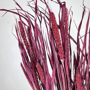 Canary Millet, Deep Magenta Pink, Dried (Setaria Italica) 40-60cm