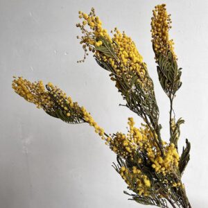 Mimosa Mirandol, Natural Yellow, Dried (Flowering Acacia) up to 65cm