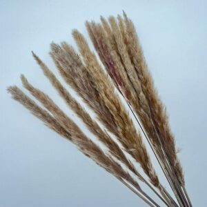 Mini Pampas, Natural Light Brown Shades, Dried (Tail Reed) 55cm Plume 30cm