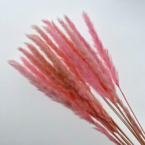 Mini Pampas, Pink, Dried (Tail Reed) 70cm