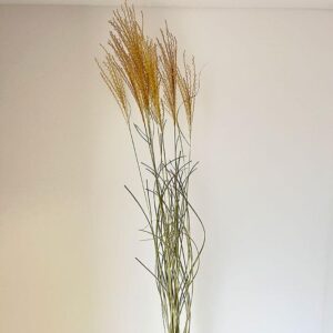 Miscanthus sinensis. Natural Light Brown, Dried